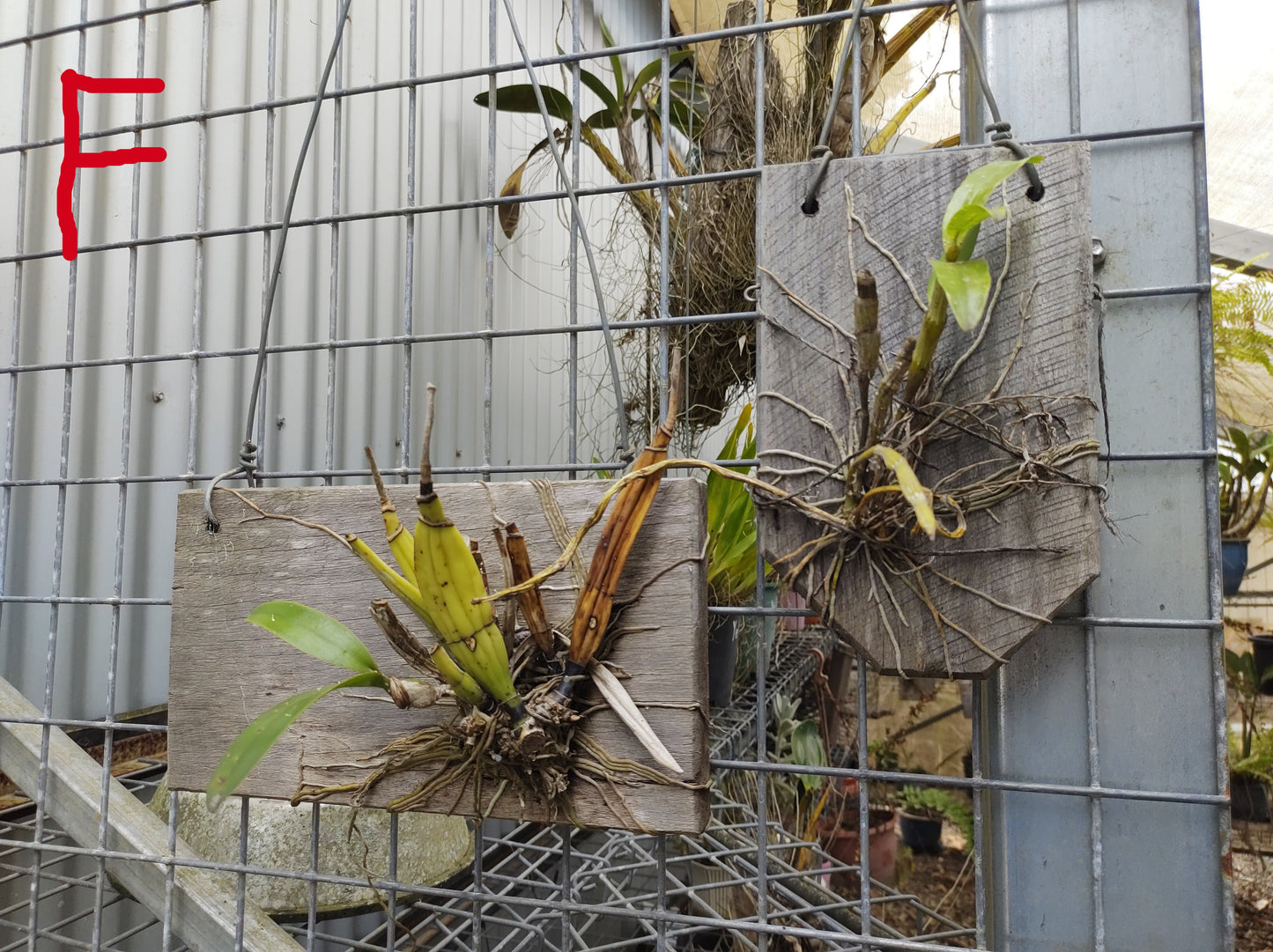 Plant mounting boards.