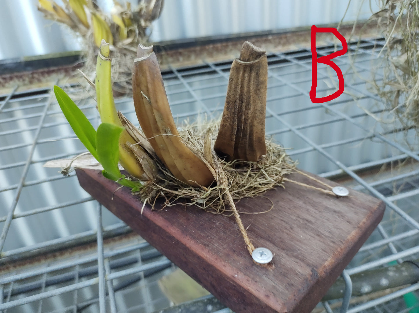 Plant mounting boards.