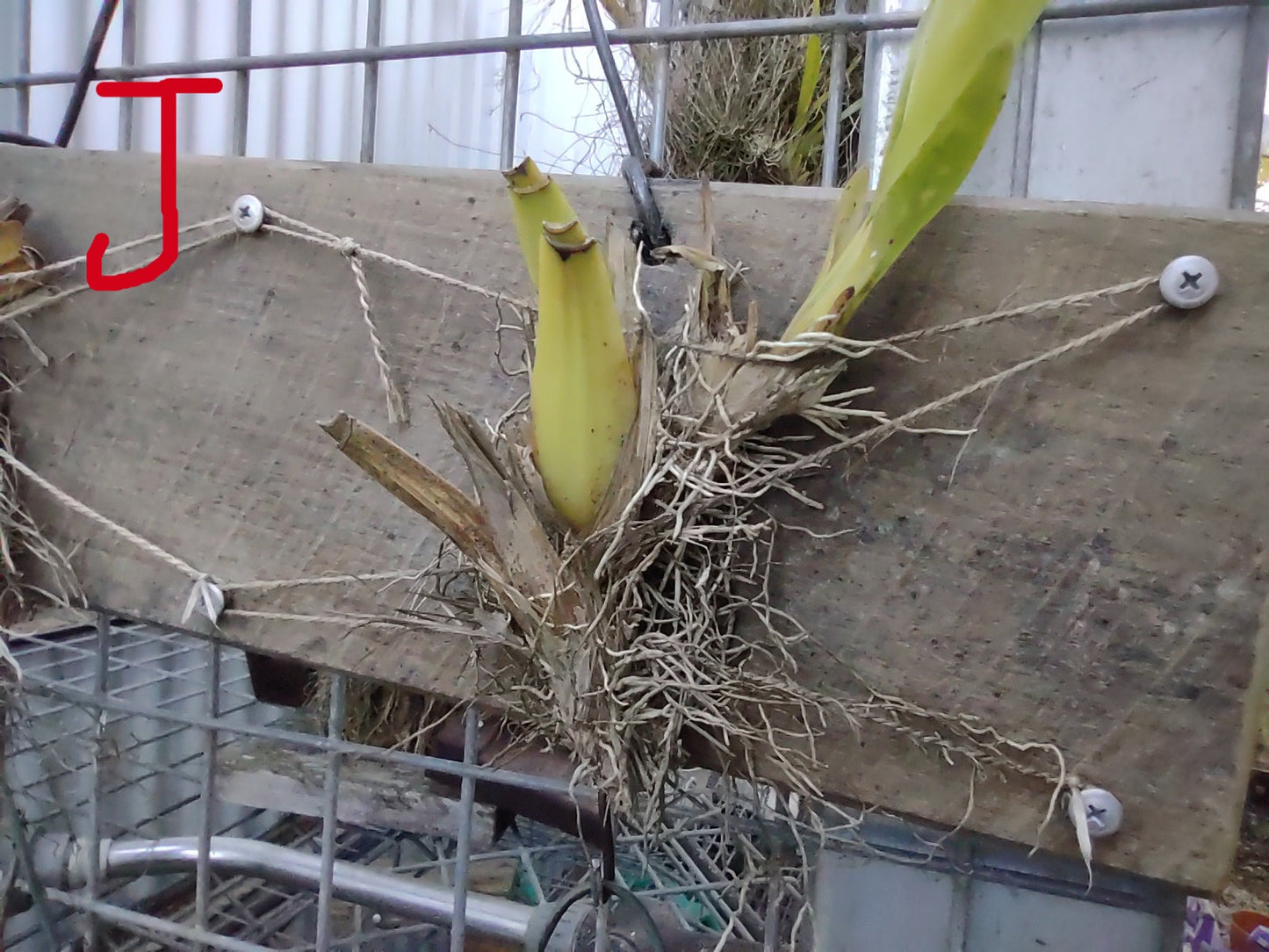 Plant mounting boards.