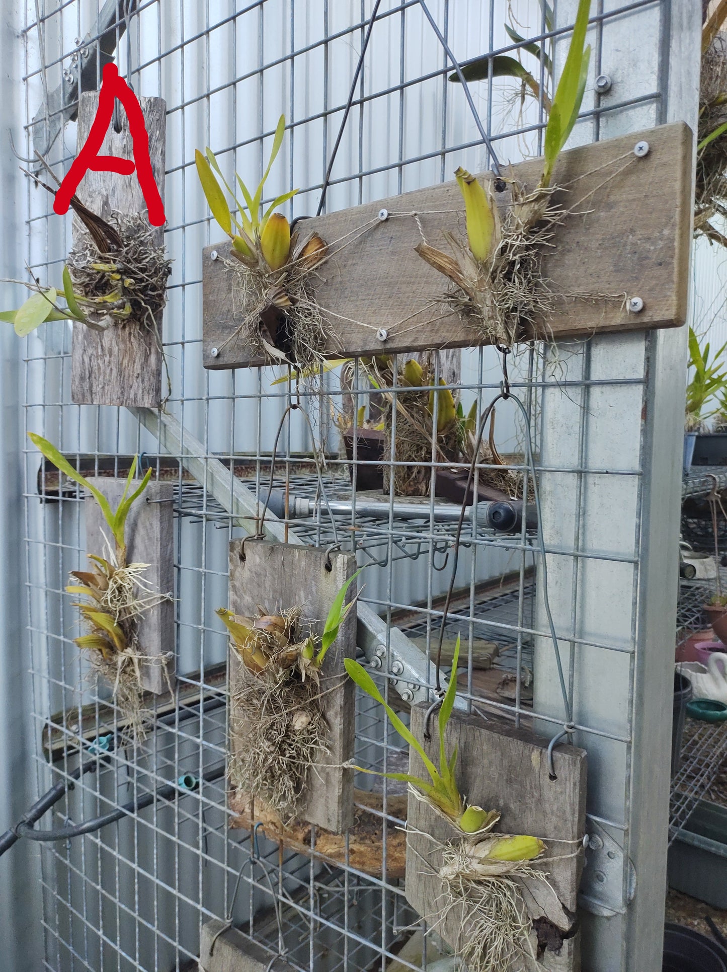 Plant mounting boards.